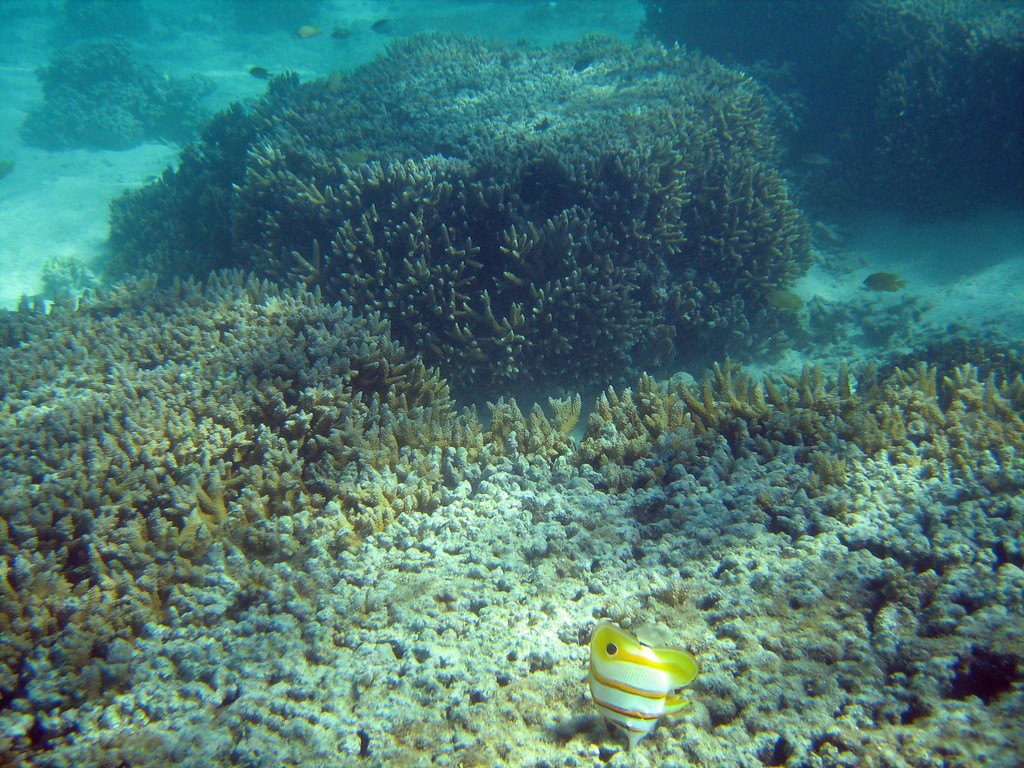 Reef & Marine Life